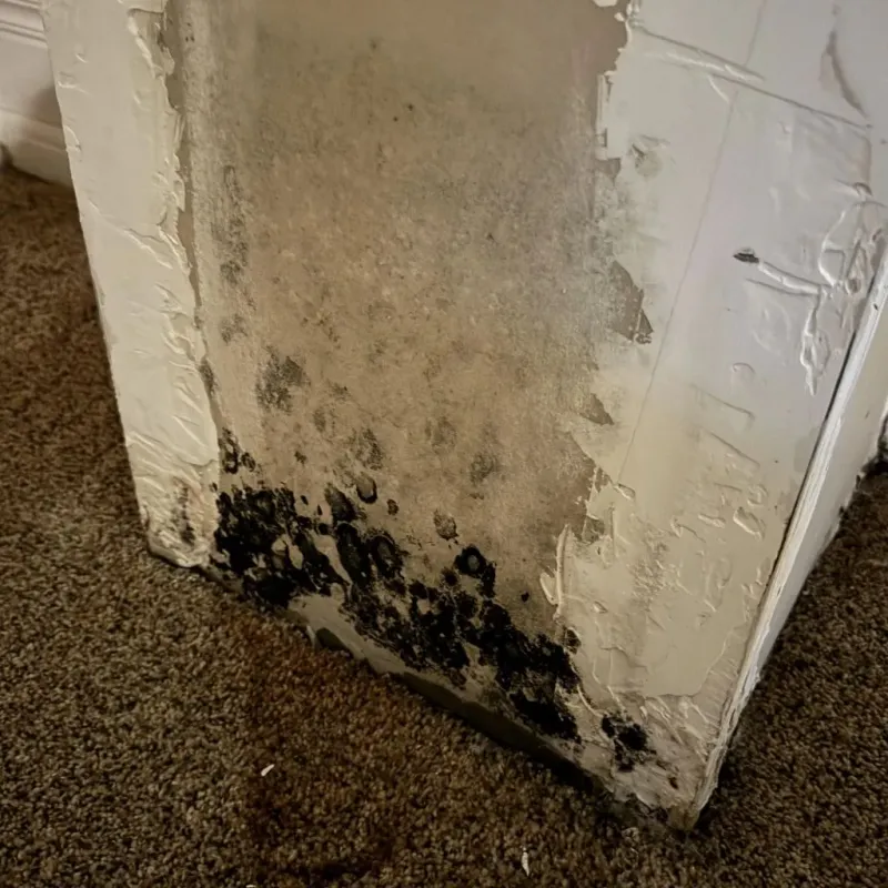 Professional Mold Removal in Loganville, GA